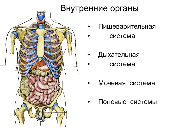 Внутренние органы Пищеварительная система Дыхательная система Мочевая система Половые системы