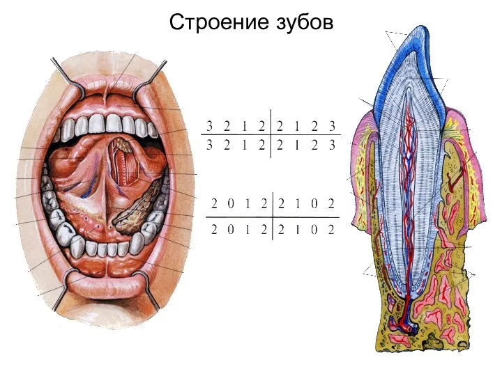 Строение зубов