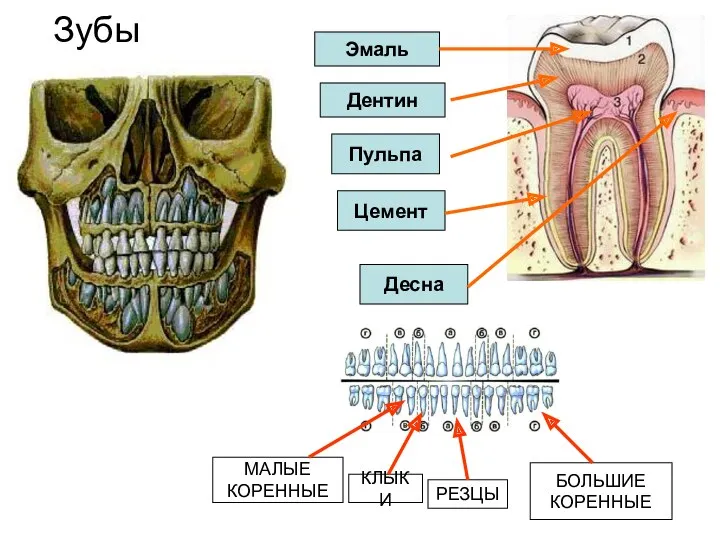 Зубы Эмаль Дентин Пульпа Цемент Десна РЕЗЦЫ КЛЫКИ МАЛЫЕ КОРЕННЫЕ БОЛЬШИЕ КОРЕННЫЕ