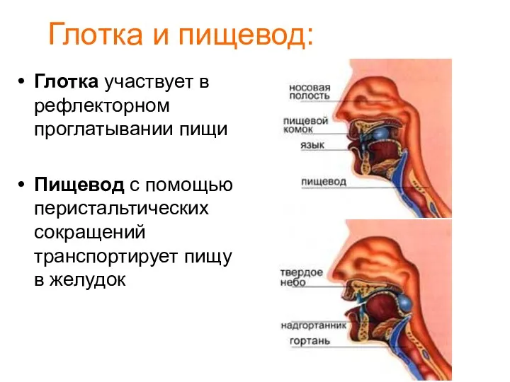 Глотка и пищевод: Глотка участвует в рефлекторном проглатывании пищи Пищевод