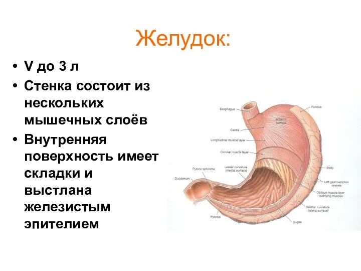 Желудок: V до 3 л Стенка состоит из нескольких мышечных