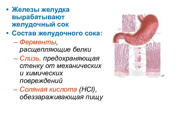 Железы желудка вырабатывают желудочный сок Состав желудочного сока: Ферменты, расщепляющие