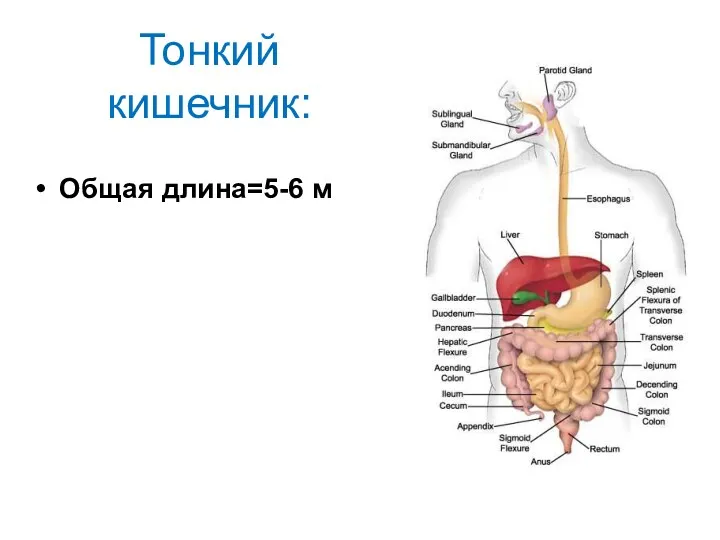 Тонкий кишечник: Общая длина=5-6 м