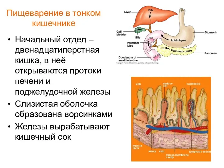 Пищеварение в тонком кишечнике Начальный отдел – двенадцатиперстная кишка, в