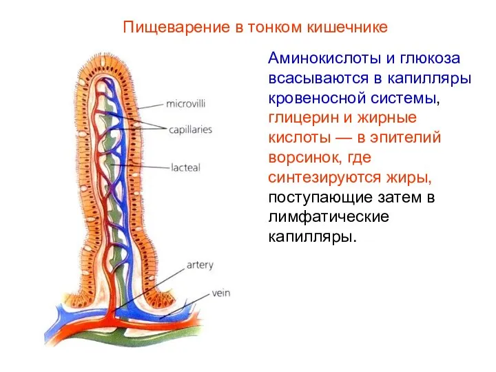 Аминокислоты и глюкоза всасываются в капилляры кровеносной системы, глицерин и