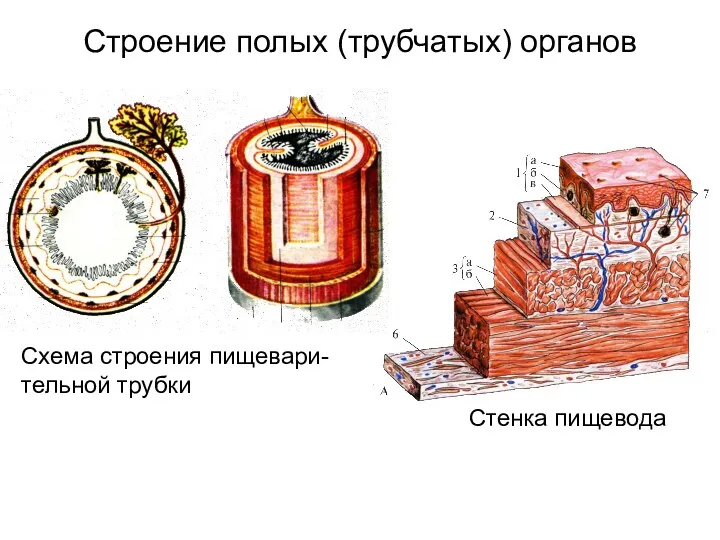 Строение полых (трубчатых) органов Стенка пищевода Схема строения пищевари- тельной трубки