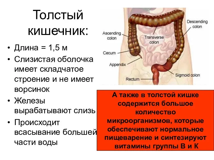 Толстый кишечник: Длина = 1,5 м Слизистая оболочка имеет складчатое