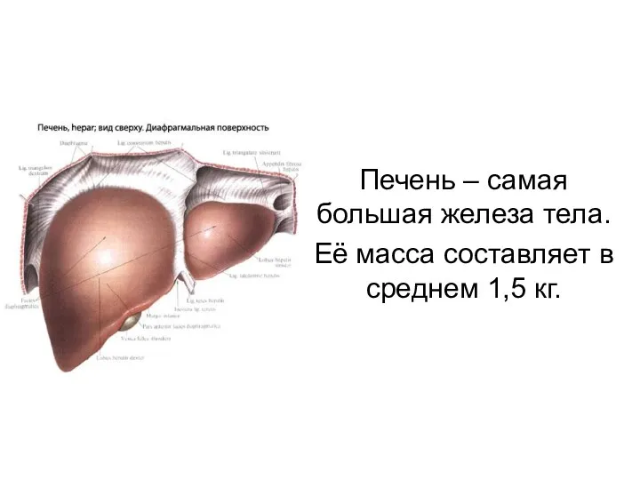 Печень – самая большая железа тела. Её масса составляет в среднем 1,5 кг.