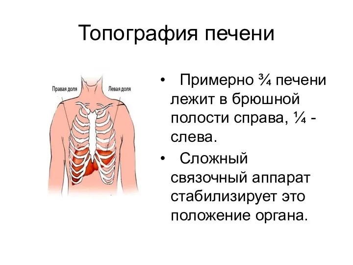 Топография печени Примерно ¾ печени лежит в брюшной полости справа,