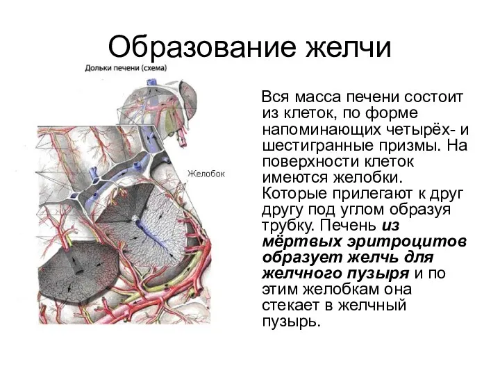 Образование желчи Вся масса печени состоит из клеток, по форме