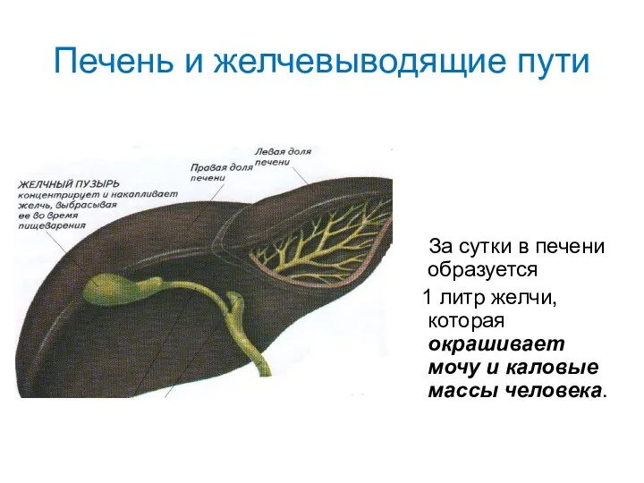 Печень и желчевыводящие пути За сутки в печени образуется 1