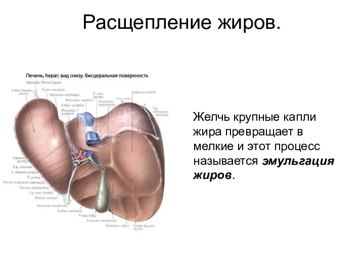 Расщепление жиров. Желчь крупные капли жира превращает в мелкие и этот процесс называется эмульгация жиров.