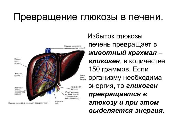 Превращение глюкозы в печени. Избыток глюкозы печень превращает в животный