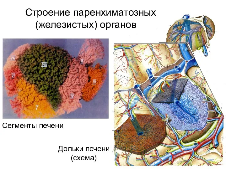 Строение паренхиматозных (железистых) органов Дольки печени (схема) Сегменты печени