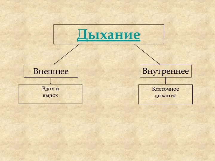 Дыхание Внутреннее Внешнее Вдох и выдох Клеточное дыхание