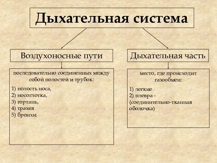 Дыхательная система Дыхательная часть Воздухоносные пути последовательно соединенных между собой