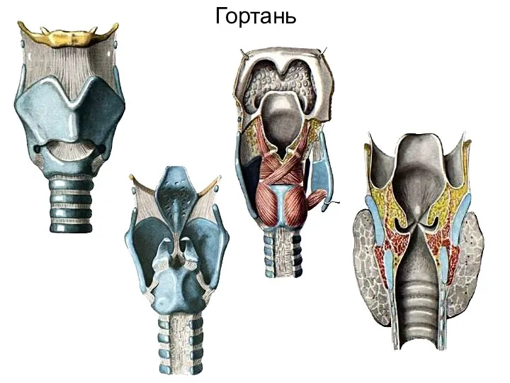 Гортань