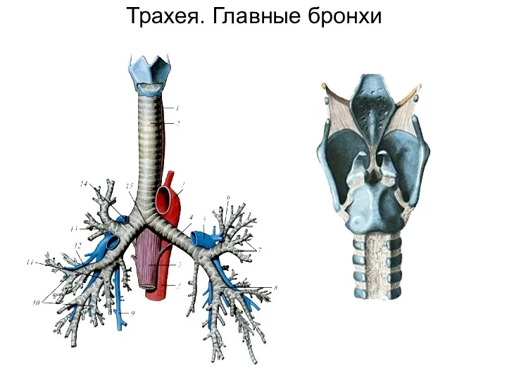 Трахея. Главные бронхи