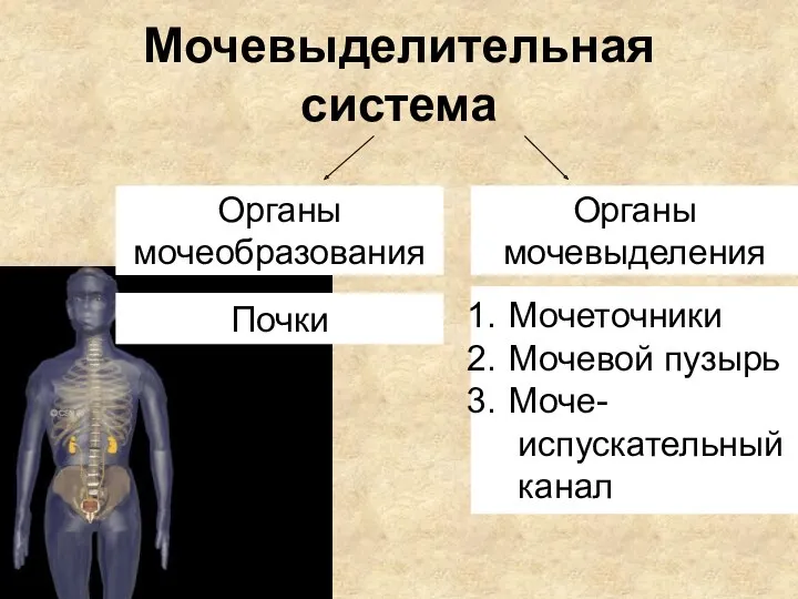 Мочевыделительная система Органы мочеобразования Органы мочевыделения Почки Мочеточники Мочевой пузырь Моче- испускательный канал