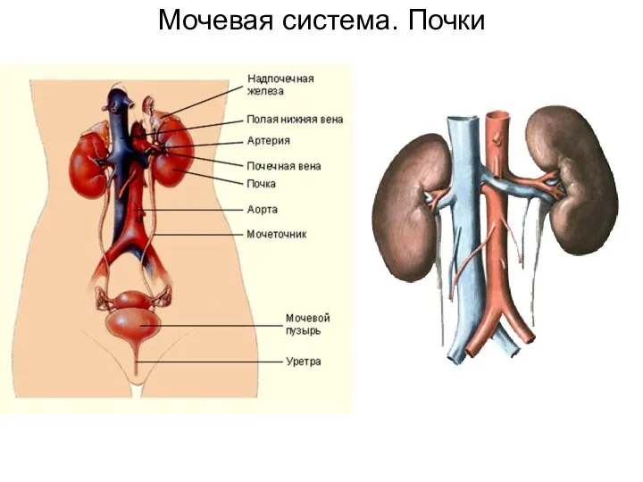 Мочевая система. Почки