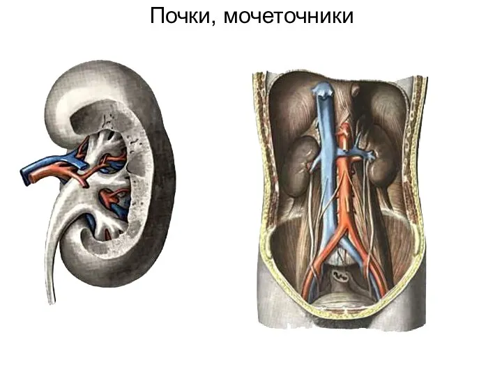 Почки, мочеточники