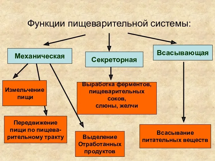 Функции пищеварительной системы: Механическая Секреторная Всасывающая Измельчение пищи Передвижение пищи