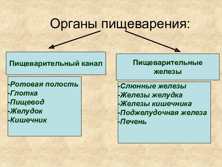 Органы пищеварения: Пищеварительный канал Пищеварительные железы Ротовая полость Глотка Пищевод