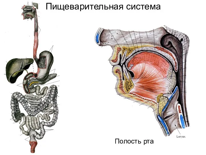 Пищеварительная система Полость рта