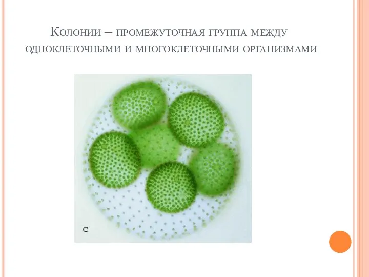 Колонии – промежуточная группа между одноклеточными и многоклеточными организмами