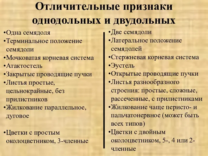 Отличительные признаки однодольных и двудольных Одна семядоля Терминальное положение семядоли