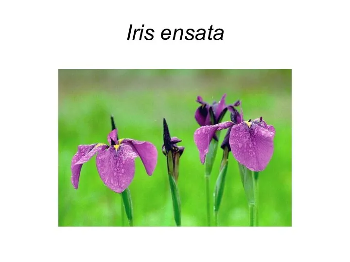 Iris ensata