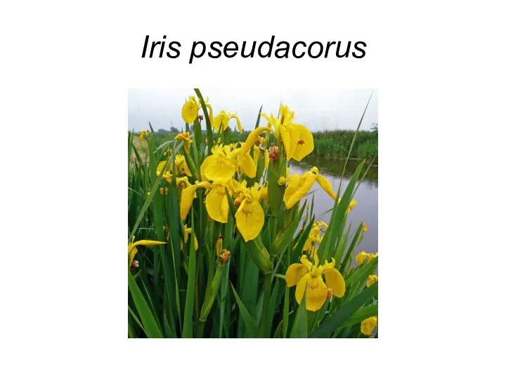 Iris pseudacorus