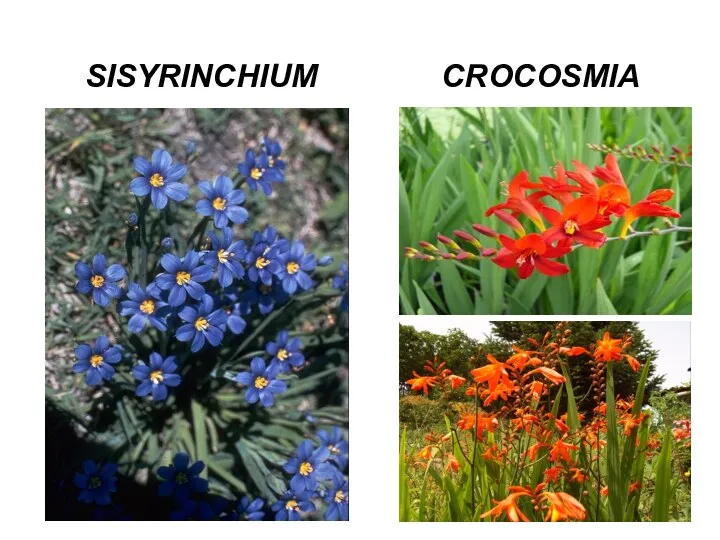 SISYRINCHIUM CROCOSMIA