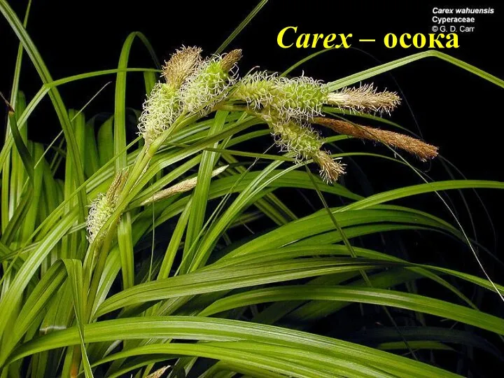 Carex – осока