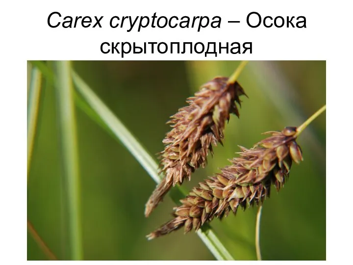 Carex cryptocarpa – Осока скрытоплодная