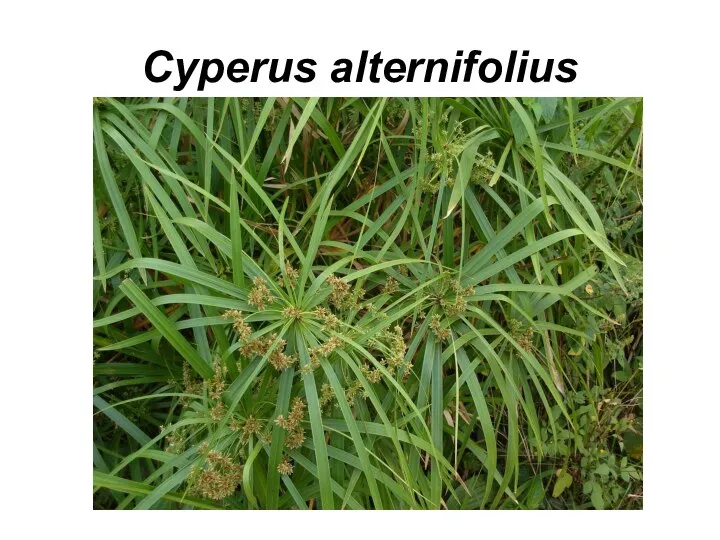 Cyperus alternifolius