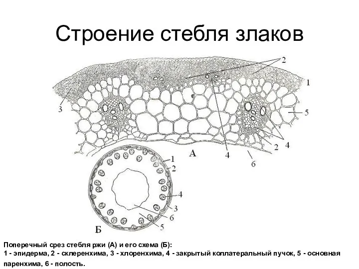 Строение стебля злаков Поперечный срез стебля ржи (А) и его