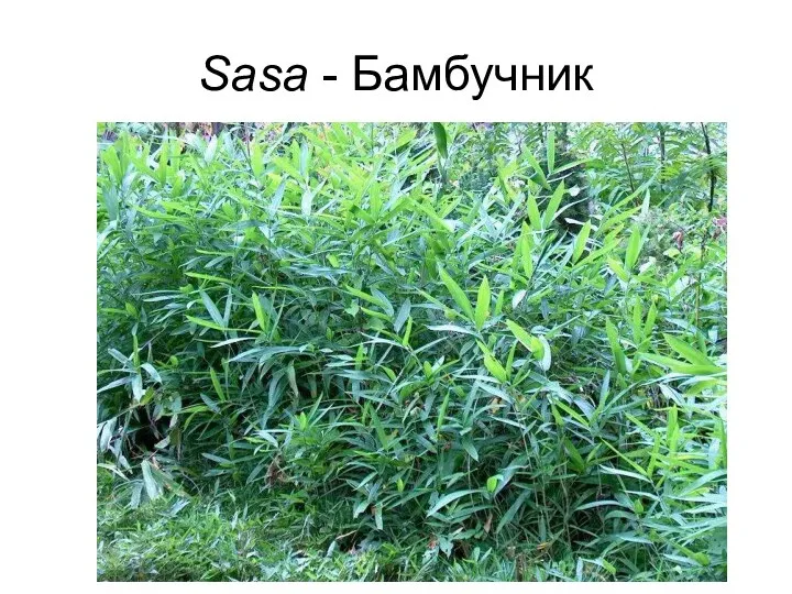 Sasa - Бамбучник