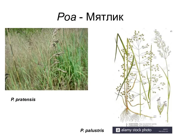 Poa - Мятлик P. pratensis P. palustris