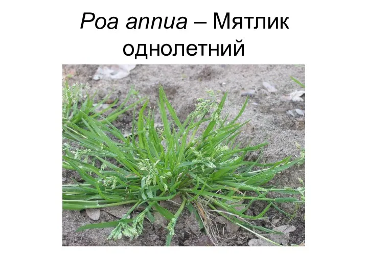 Poa annua – Мятлик однолетний