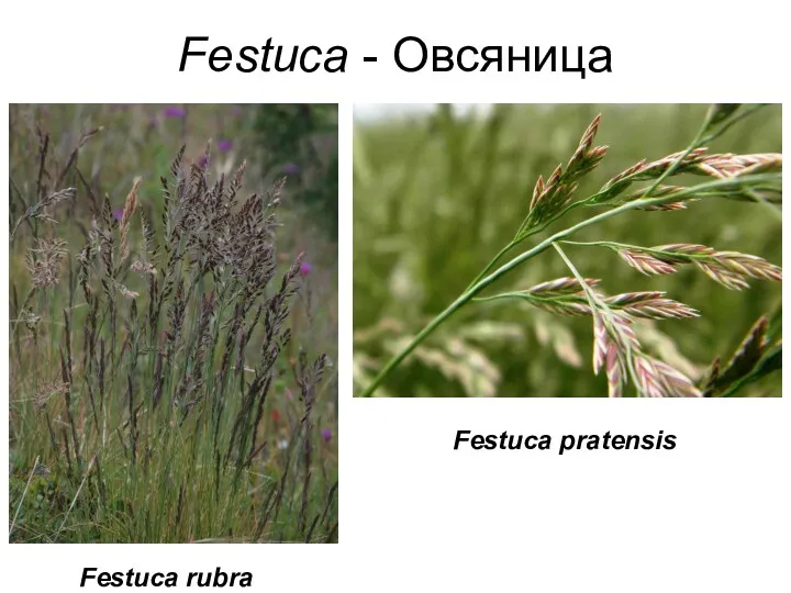 Festuca - Овсяница Festuca rubra Festuca pratensis