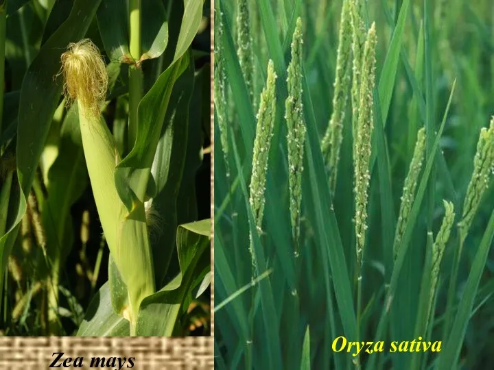 Oryza sativa Zea mays