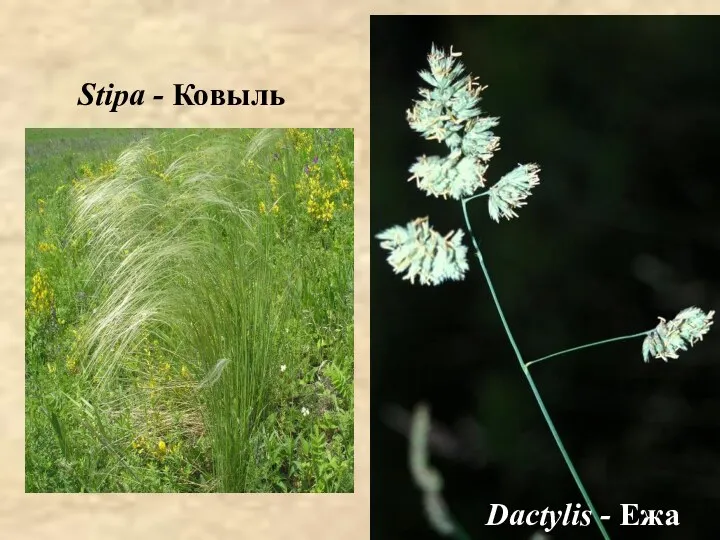 Stipa Dactylis - Ежа Stipa - Ковыль