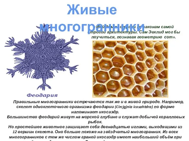 Правильные многогранники встречаются так же и в живой природе. Например, скелет одноклеточного организма