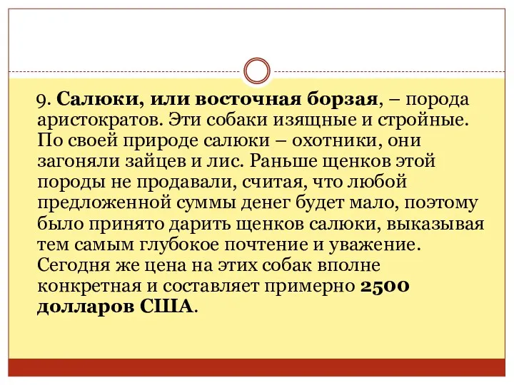 9. Салюки, или восточная борзая, – порода аристократов. Эти собаки