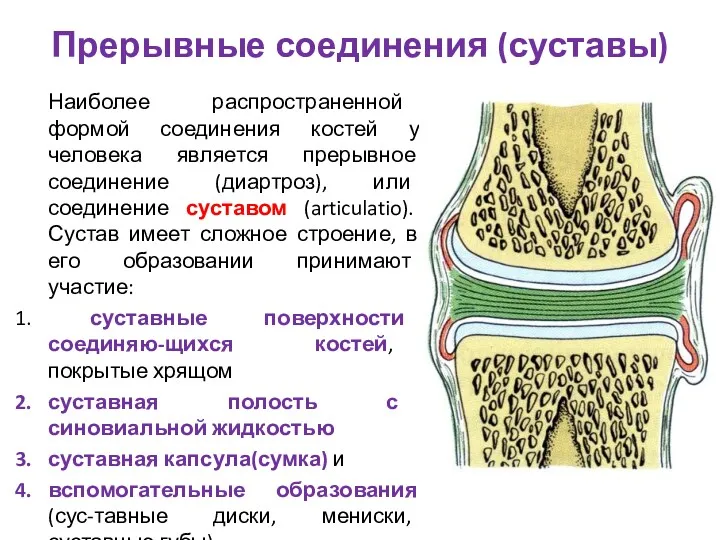 Прерывные соединения (суставы) Наиболее распространенной формой соединения костей у человека является прерывное соединение