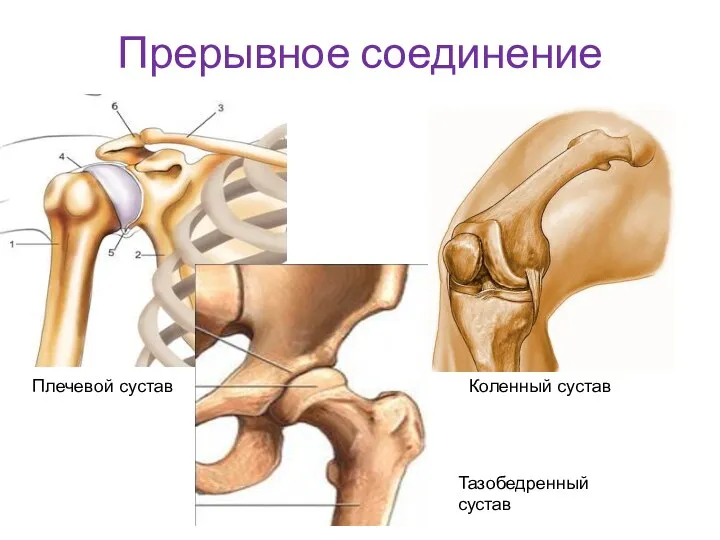 Прерывное соединение Коленный сустав Плечевой сустав Тазобедренный сустав