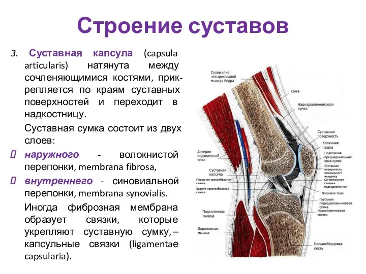 Строение суставов 3. Суставная капсула (capsula articularis) натянута между сочленяющимися костями, прик-репляется по