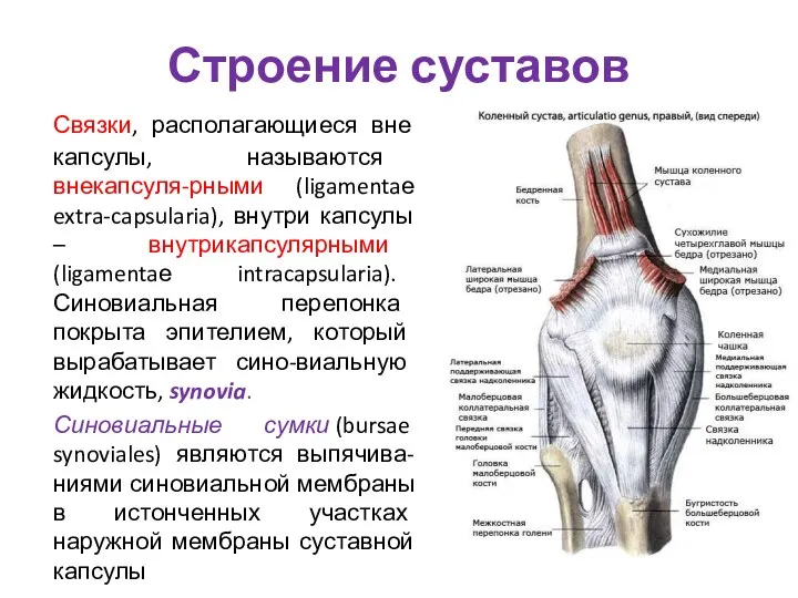 Строение суставов Связки, располагающиеся вне капсулы, называются внекапсуля-рными (ligamentaе extra-capsularia), внутри капсулы –