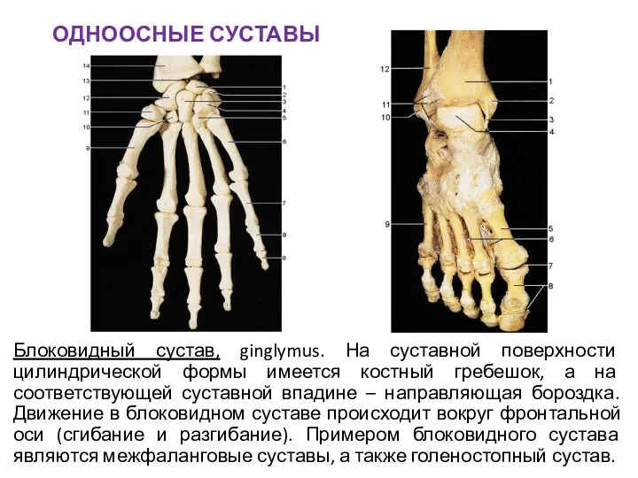 ОДНООСНЫЕ СУСТАВЫ Блоковидный сустав, ginglymus. На суставной поверхности цилиндрической формы имеется костный гребешок,